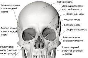 Череп: соединение костей черепа