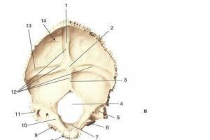 Conexões da coluna vertebral com o crânio