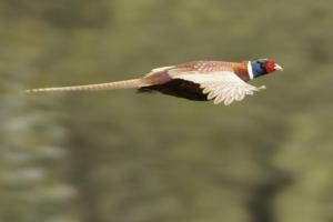 Preserving the North Caucasian pheasant is a state task
