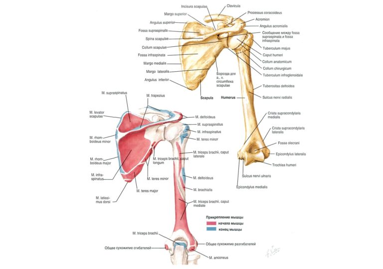 Плечевой кости латынь