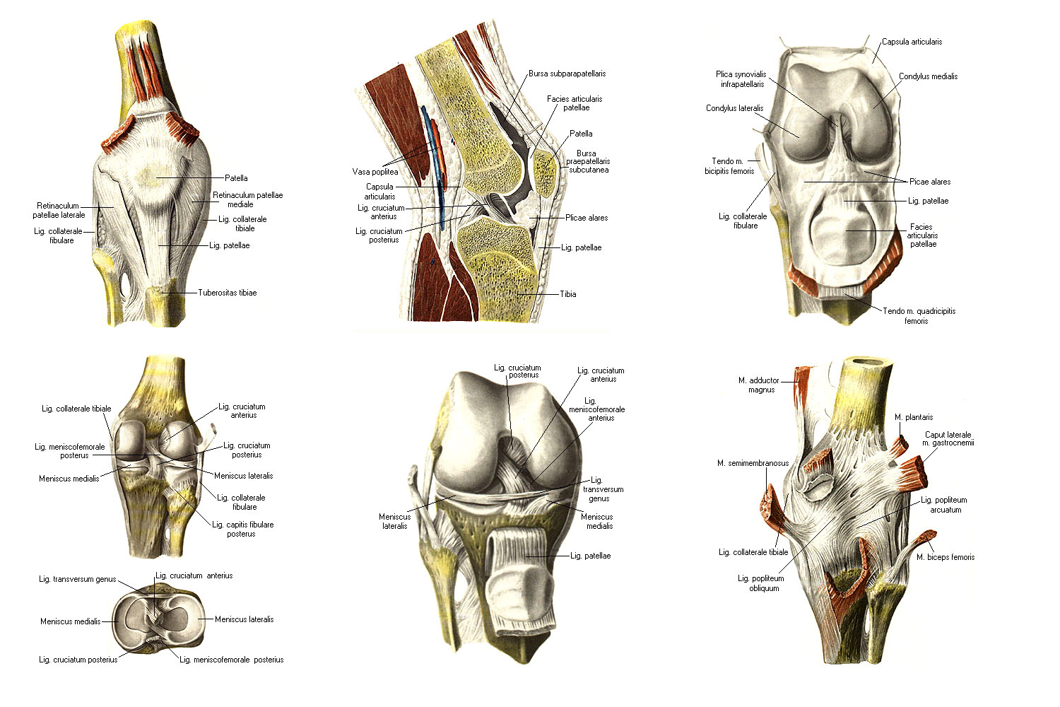 Анатомия коленного сустава и связок человека в картинках