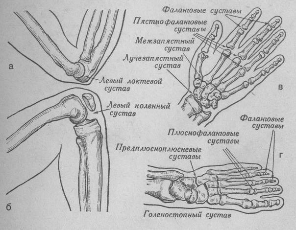 Названия суставов человека. Анатомия пястно-фалангового сустава. Сустав 1 пястной кости. Анатомия кисти человека кости суставы. Пястно фаланговый сустав движения.