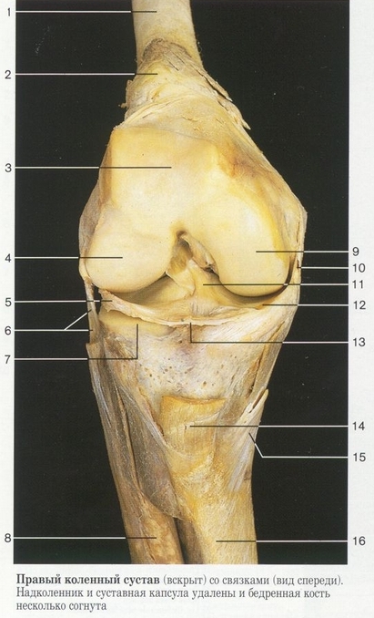 Связки коленного сустава фото